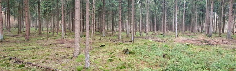 View of trees in forest