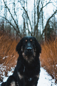 Dog looking at camera on snow covered land