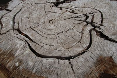 Close-up of tree stump in forest