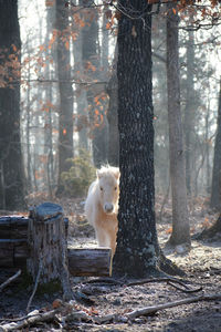 View of a tree trunk and horse