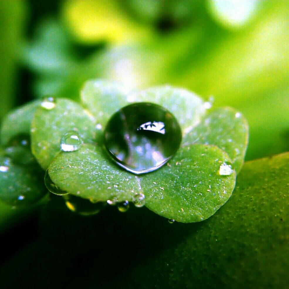 drop, green color, water, wet, close-up, leaf, freshness, growth, dew, nature, beauty in nature, focus on foreground, fragility, plant, selective focus, water drop, raindrop, droplet, green, purity