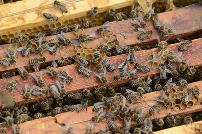 Close-up of bee on the wall