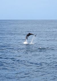 View of dolphin in sea