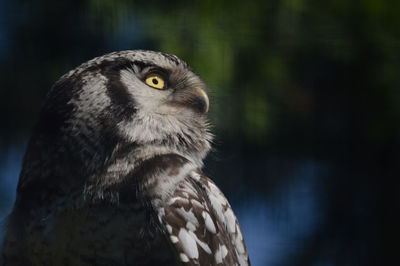 Close-up of owl perching on tree