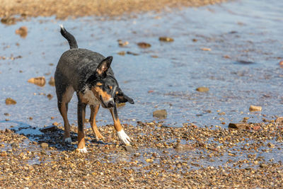 Black dog running on beach