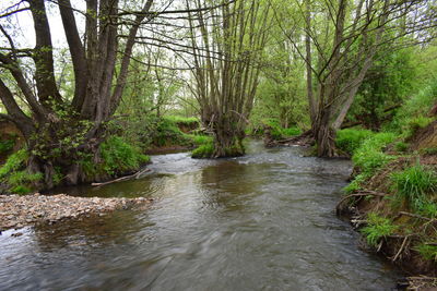 River flowing amidst trees in forest