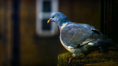 Close-up of bird perching on branch