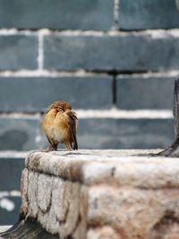 Close-up of bird perching on retaining wall