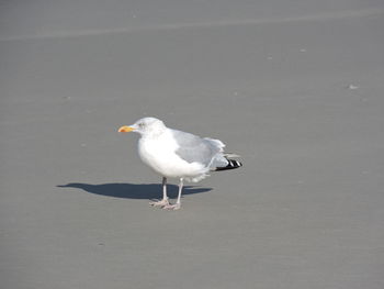 Close-up of seagull on water