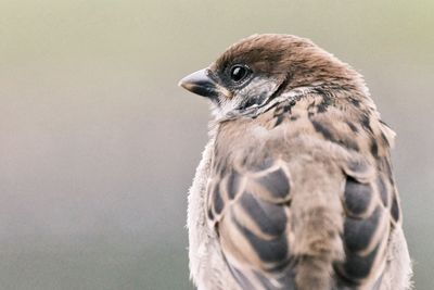 Close-up of a bird