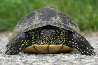 Close-up of tortoise