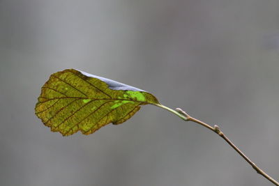 Close-up of leaf on twig