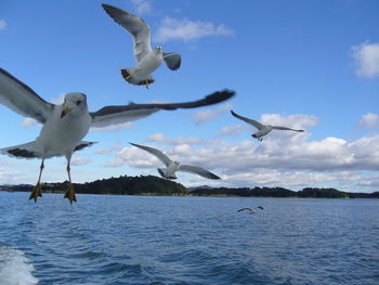 Seagull flying over sea against sky