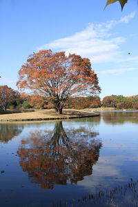 Tree by lake against sky with color leaves reflection