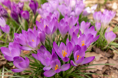 Close-up of purple crocus flowers on field