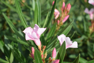 Close-up of pink flowering plant