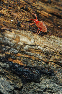 Close-up of lizard on tree trunk