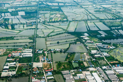 Aerial view of trees