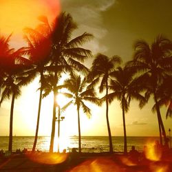 Palm trees on beach