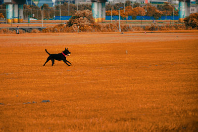 View of jumping running on field