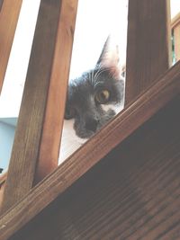 Close-up portrait of cat