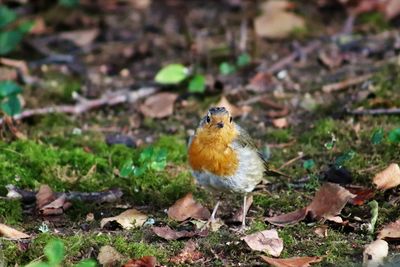 Close-up of bird perching on a land