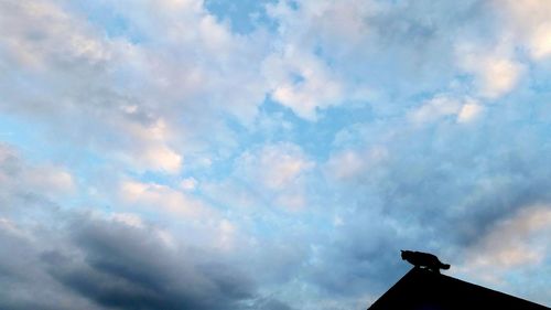 Low angle view of bird perching on a building