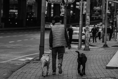 Rear view of dog walking on street in city