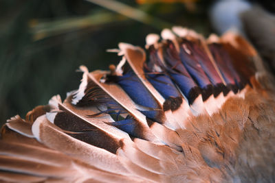 Close-up of feather in grass. the sun's rays illuminate the duck's wing