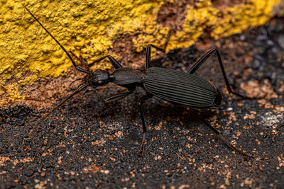 Close-up of insect