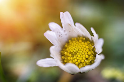 Close-up of fresh white flower blooming outdoors