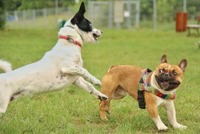 Two dogs on grassy field