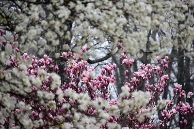 Close-up of pink cherry blossom tree