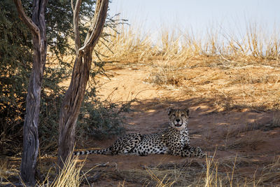 Cheetah on field