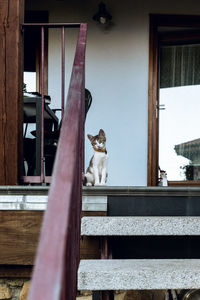 Cat sitting by window of building