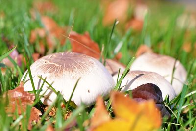 Close-up of mushroom growing on field