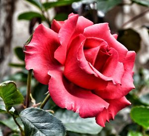 Close-up of pink rose
