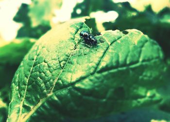 Close-up of insect on leaf