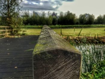 Close-up of a bird on grass