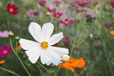 Close-up of white cosmos flower