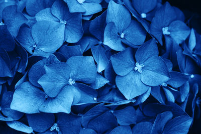 Close-up of purple hydrangea