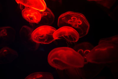 Full frame shot of jellyfish