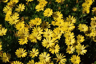 Full frame shot of yellow flowers blooming outdoors