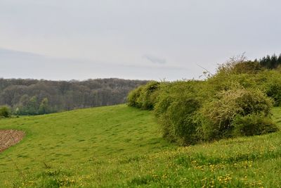 Scenic view of agricultural field against sky