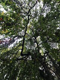 Low angle view of trees in forest