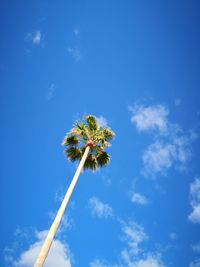 Low angle view of dandelion against blue sky