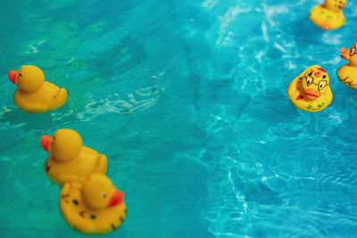High angle view of rubber ducks in swimming pool