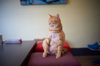 Cat sitting on table at home