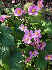 Close-up of flowers blooming outdoors