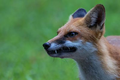 Close-up of fox